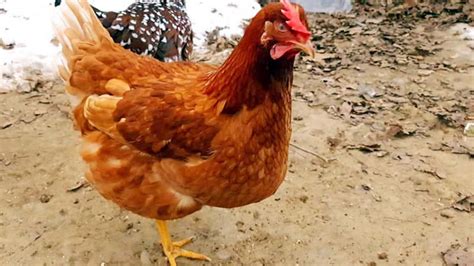 Golden Comet Chicken Breed Guide Origin Weight Meat Egg Production And More