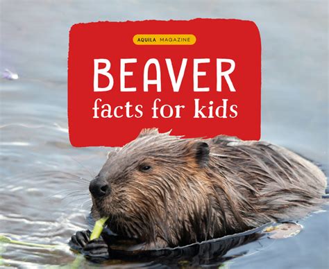 Beaver Facts For Kids Aquila Blog