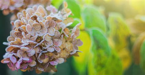 Details 300 Imagen Cuidados Hortensia De Invierno Abzlocal Mx