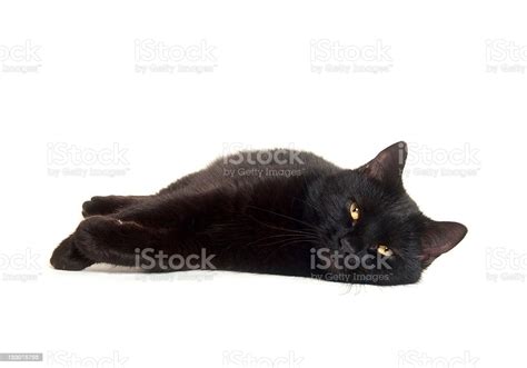 Black Cat Laying Down Stock Photo Download Image Now Animal Black