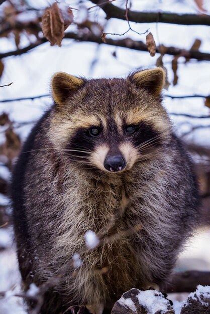 Premium Photo Raccoon Procyon Lotor In Winter Also Known As The North