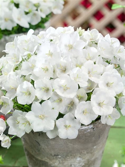 Campanula Carpatica Pristar White Z Hradn Ctvo Kak