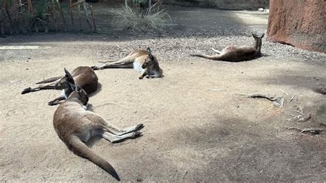 Where To See Kangaroos In Sydney Top Places