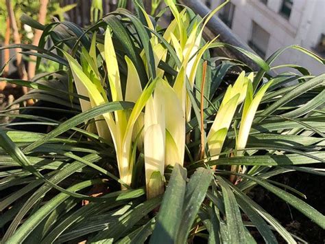 Liriope muscari Okina sur mon balcon parisien au début du printemps