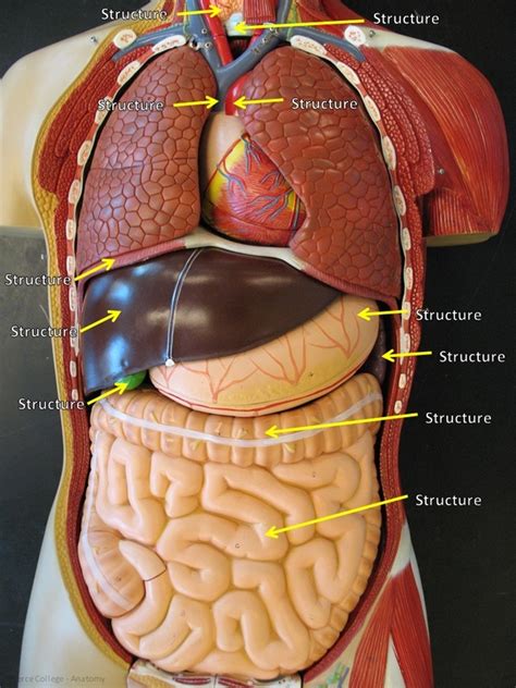 Torso Diagram Human Anatomy