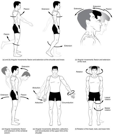 Termini Anatomici di Movimento e Posizione - Scienze Motorie: | Anatomy ...