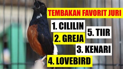 Pancingan Murai Batu Gacor Bikin Emosi Lawan Atasi Murai Batu Loyo