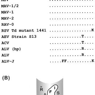 The ASLV Putative FPD Mutants A Schematic Of ASLV Env The SU And TM