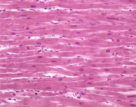 Cardiac Muscle Cardiac Muscle Human Anatomy And Physiology Histology Slides