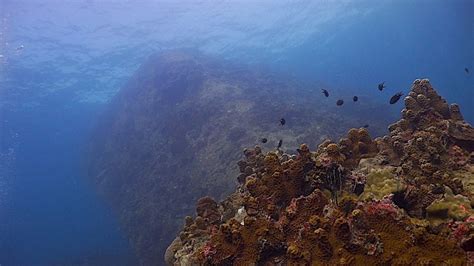 White Rock Dive Site Koh Tao Black Turtle Dive