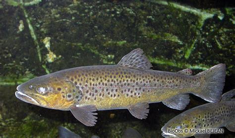 Truite de rivière Salmo trutta fario BioObs