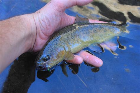 Arizona Fly Fishing: Gila Trout - Arizona WanderingsArizona Wanderings