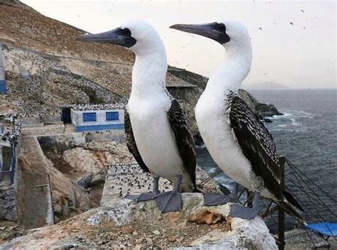 Conoce El Proyecto Peruano Que Busca Convertir A Las Aves Marinas En