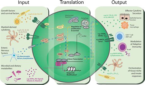 Frontiers Group 3 Innate Lymphoid Cells Communications Hubs Of The