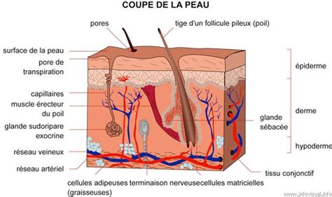 Les différentes couches de la peau