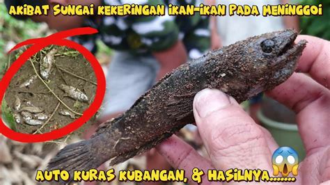 Di Luar Dugaan Niat Mancing Ikan Channa Sungai Malah Mengering Ikan