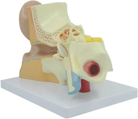 3d Human Ear Model For Study And Teaching Scientific Botswana Ubuy