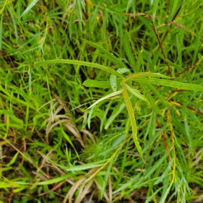 Sandbar Willow Awes Agroforestry And Woodlot Extension Society Of