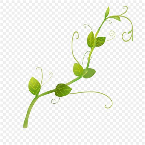 Vines Plants White Transparent Green Plant Vine Illustration Green