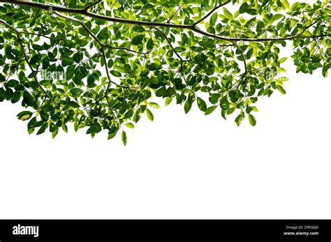 A Branch Full Of Beautiful Leaves On A White Background Stock Photo Alamy