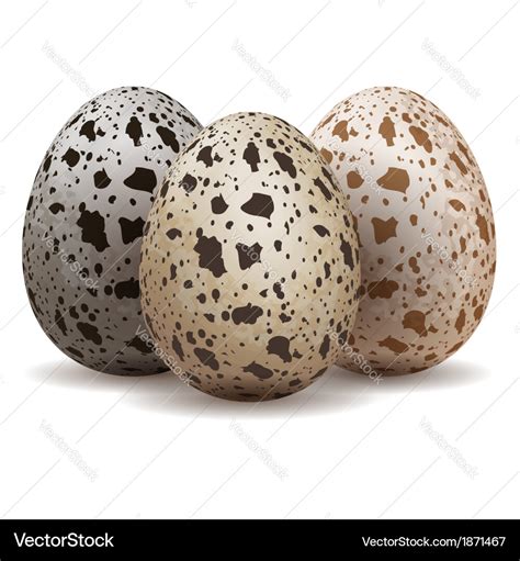 Three Quail Eggs Royalty Free Vector Image Vectorstock