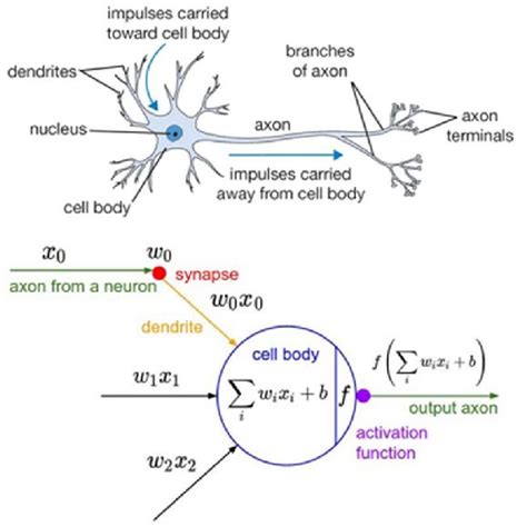 Biological and Artificial Neural Network | Download Scientific Diagram