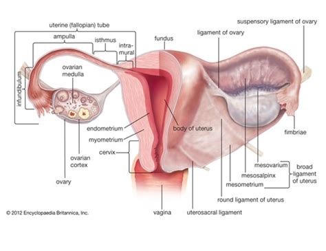 Mcat Bio Kap Chap 3 Embryogenesis And Development Flashcards Quizlet