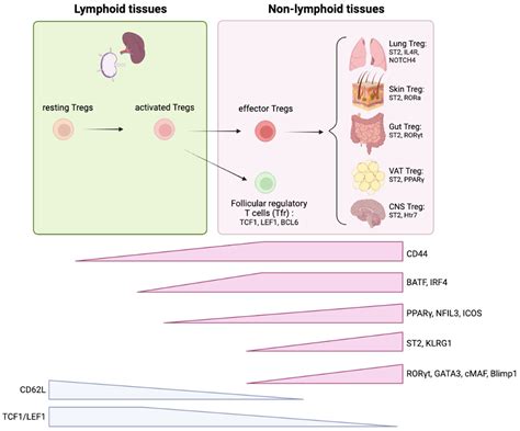 Frontiers Regulatory T Cells In Peripheral Tissue Tolerance And Diseases