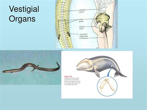 Ppt Chapter 15 Darwins Theory Of Evolution Powerpoint Presentation