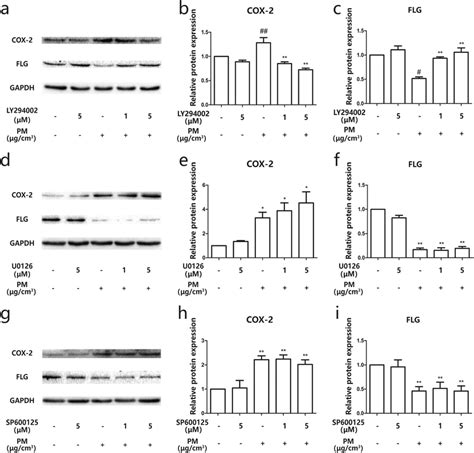 PM Induced The Dysregulation Of COX 2 PGE 2 And Filaggrin Via The PI3K