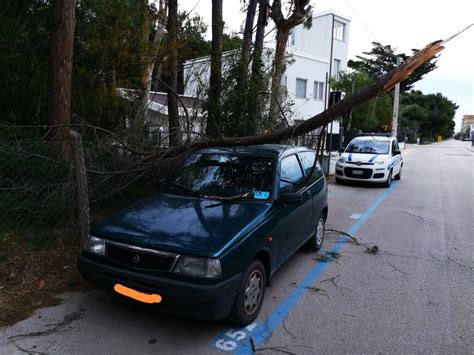 Forte Vento Albero Crolla Su Un Auto Parcheggiata A Campomarino Lido