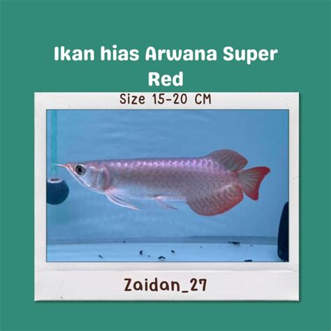 Jual Ready Ikan Arwana Super Red Size 15 20 Cm Shopee Indonesia