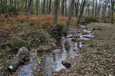 Fotos gratis árbol bosque Arroyo desierto sendero otoño