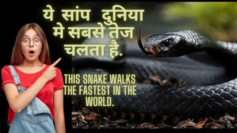 The Worlds Most Dangerous Snake Black Mamba दुनिया की सबसे खतरनाक