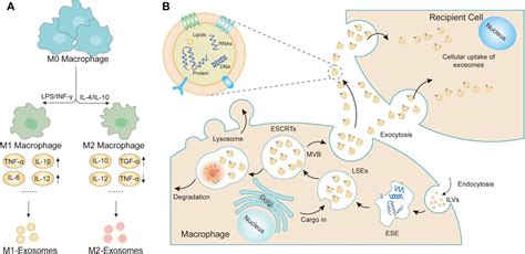 Frontiers Macrophage Derived Small Extracellular Vesicles In Multiple Diseases Biogenesis