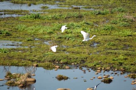 Migratory Birds Throng Pong Dam Wetland Sanctuary Hill Post