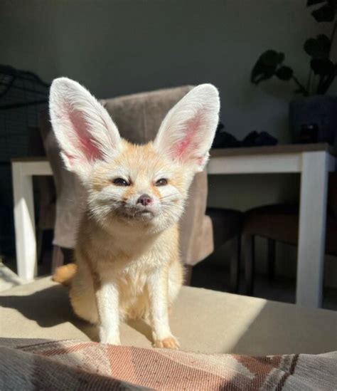 Fennec Fox For Sale Online Reptiles Heaven