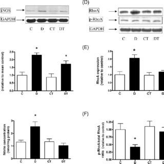 Effect Of Chronic N 6 1 Iminoethyl L Lysine Dihydrochloride