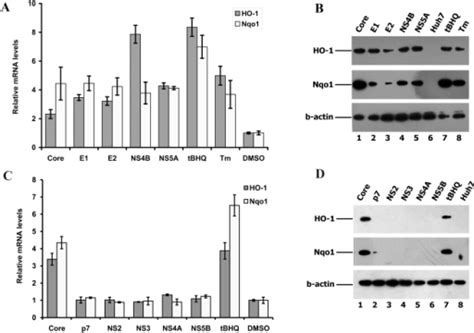 Up Regulation Of Ho 1 And Nqo1 Gene Expression By Hcv P Open I