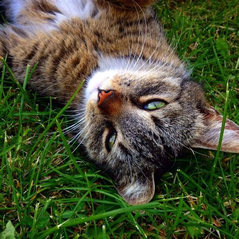 My Abnormal Secret Life: Tapety na telefon!!!