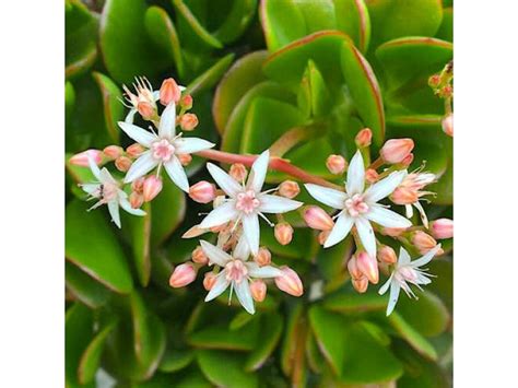 Miniature Jade Plant Crassula Ovata Minor Succulent