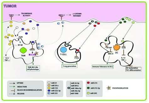 Schematic Representation Of Tex And Mirna Mediated Crosstalk Between Download Scientific