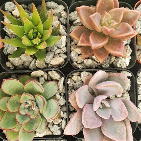 2 Inch Assorted Succulent 4 Pack Cactus Cacti Succulent Real Live Plant Ebay