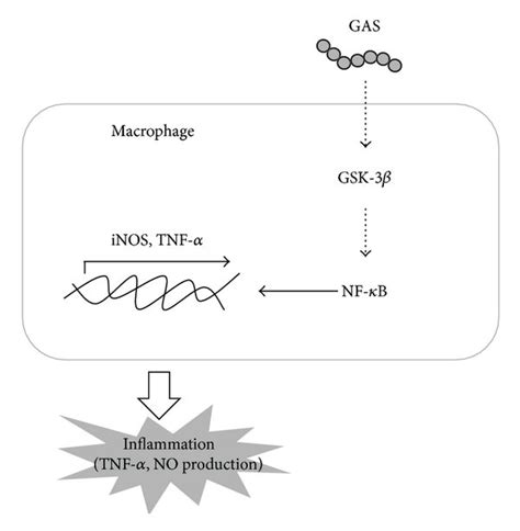 The Signaling Pathway Of Group A Streptococcus Induced Gsk 3β