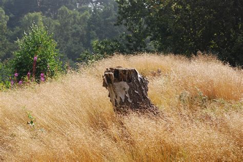 Free Images Tree Nature Grass Wilderness Plant Field Prairie