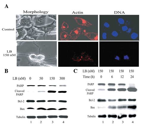 Counteracting The Activation Of PAkt By Inhibition Of MEK Erk