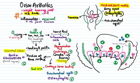 Osteoarthritis – Pathonotes