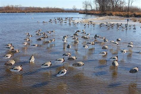 Best Canada Goose Decoy Spreads And Diagrams