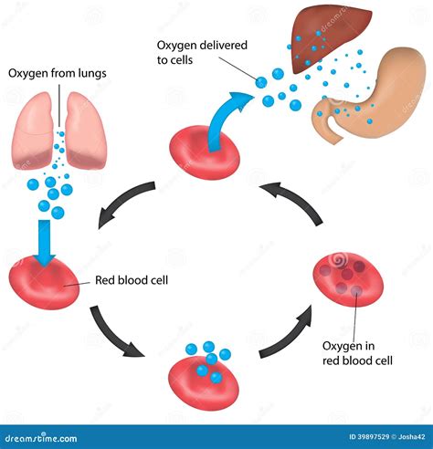 Red Blood Cell Cycle Respiration Labeled Liver And Stock Vector - Image ...