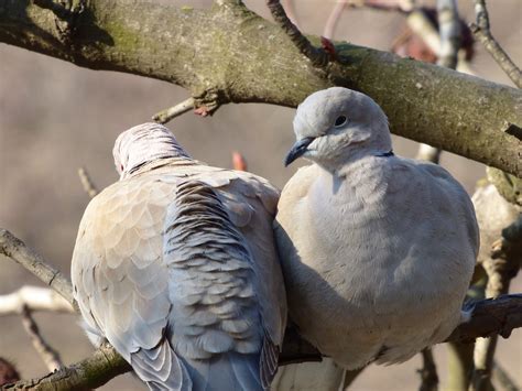 Vögel Tauben Taube Und Kostenloses Foto auf Pixabay Pixabay